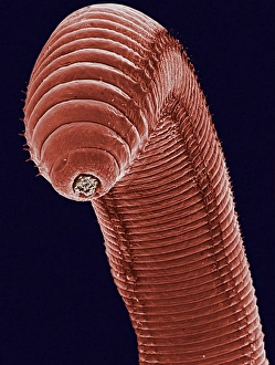 Drucke von Kommunaler Wurm aus der Erde: Farbige Rastertunnelmikroskopie (SEM) des Afterbereichs eines common earthworms (Lumbricus terrestris) Bilder Datiert 2002 September: Bodenwurmsemantik