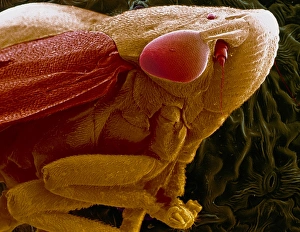 Compound Eye Structure Drucke: SEM of a froghopper