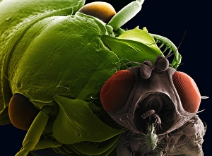 Compound Eye Structure Drucke: SEM of ground beetle