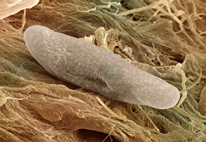 Bilder aus dem Jahr 2000: Zellmembran von Paramezium