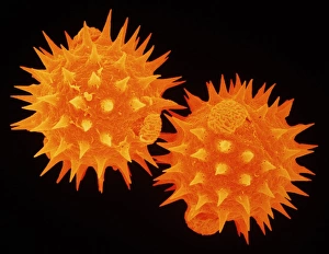 Semen von Pollen der Dahie
