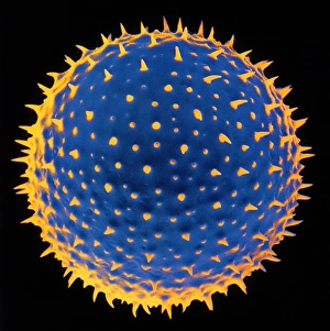 Pollen Grain Structure Drucke: SEM of pollen grain