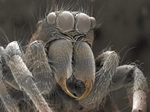 Bilder aus dem Jahr 2000: Spinnensekret von Spinne