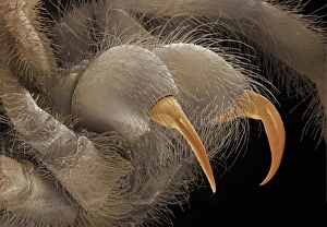 Bilder aus dem Jahr 2000: Semen von Tarantelzähnen
