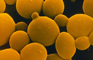 Drucke von Hefe, farbiger Rasterbild mit Elektronenmikroskop (SEM) von Hefezellen der Gattung Saccharomyces cerevisiae, auch als Backhefe oder Brauereihefe bekannt, wachsen auf Kartoffelextrakt-Agar Bilder Datiert 2002 Dezember: Zellmembran des Hefezells