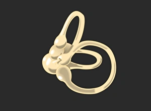 Inner Ear Structure Drucke: Semicircular canal, artwork