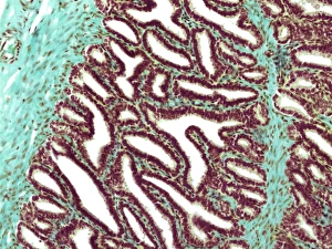 Male Reproductive System Drucke: Seminal vesicle, light micrograph