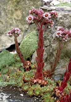 Drucke von Gemeine Hauslökchenblüten (Sempervivum tectorum) Bilder Datiert 2008 April: Sempervivium Tectorum