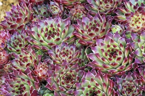 Succulent Garden Ideas Drucke: Sempervivum Tip Top