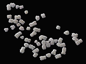 Human Chromosomes SEM Drucke: Set of human chromosomes, SEM