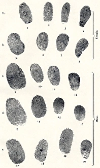 Drucke von Fingerabdrücke in Gruppen und Kunstwerke aus Dr. Henry Fauldss Guide zu Finger-Abdruckidentifikation 1905. Faulds, ein schottischer Wissenschaftler, war ein früher Entwickler der Fingerprint-Analyse Bilder Datiert 2006 Oktober: Fingerabdrücke in Gruppen