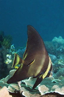 Bluestreak Cleaner Wrasse Drucke: Shaded batfish