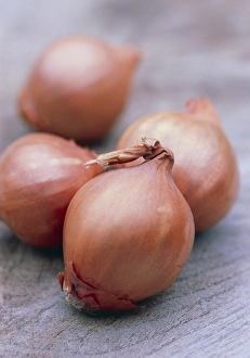 Wooden Surface Still Life Drucke: Shallots
