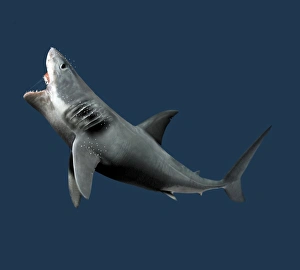 Ocean Wildlife Photography Drucke: Shark, artwork