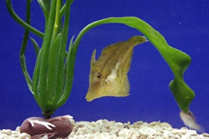 Drucke von Scharlachnasenblase Pufferschwalbe (Canthigaster rostrata) . Diese Fischart ist im Atlantik zu finden. In einem Aquarium fotografiert wurde Bilder Datiert 2006 August: Scharffnasen Pufferschwarzmundfisch
