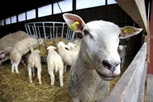 Swedish Rural Scenery Drucke: Sheep on a farm