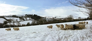 Ovis Aries Images Drucke: Sheep in winter