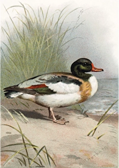 European Coastal Birds Drucke: Shelduck, historical artwork