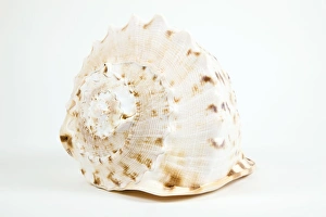 Seashell Photography Drucke: Shell