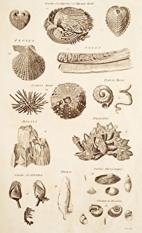 Calcium Carbonate Shells Drucke: Shell Forms C017 / 3510