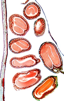Embryo Development Stages Drucke: Shepherds purse seeds, light micrograph