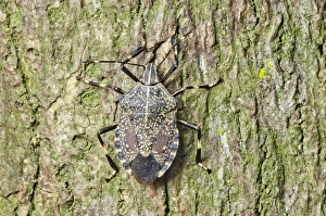 Shield Bug Drucke: Shield bug C014 / 4640
