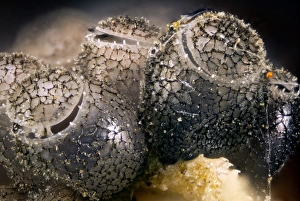 Shield Bug Reproduction Drucke: Shield bug eggs C018 / 2477