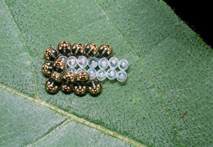 Tropical Rainforest Insects Drucke: Shield bug nymphs