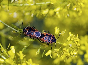 Shield bugs mating