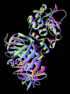 Drucke von Das Computerbildwerk 'Ribbon Diagramm von Shigatoxin Typ 2 (Stx2) aus Escherichia coli O157'. Shigatotoxin wird durch Enterohaemorrhagische E Bilder Datiert 2011 Juni: Schigatoxin aus E.-kolibakterien