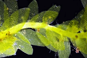 Drucke von Ein glänzender Hookeria-Moss. Dunkles Feldlichtmikroskopbild einer Schnittstelle durch einen glänzenden Hookeria-Moss (Hookeria luscens), der Stängel und Blätter zeigt Bilder Datiert 2012 Januar: Leuchtende Hookeriaschmuckmosse im Mikroskop