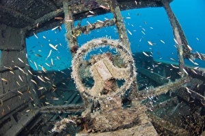 Shipwreck Dive Site Drucke: Shipwreck and fish