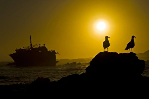 Western Cape Birdlife Drucke: Shipwreck and gulls