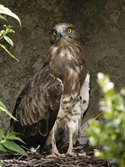 Eagle Species Drucke: Short-toed eagle