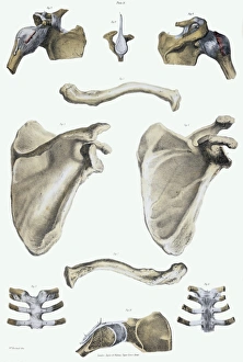 Drucke von Knochen der Schulter und Bändern. Historische anatomische Kunstwerke zur Darstellung von Knochenscheiben (gelb) und Banden (weiß) Bilder Datiert 2005 Februar: Rückenbeine und Bändern