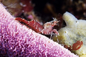 Shrimp Photography Drucke: Shrimp
