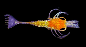 Polarised Light Microscopy Images Drucke: Shrimp larva, light micrograph