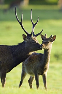 Riesendeer