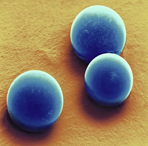 Coloured Scanning Electron Microscopy Drucke: Silica microspheres, SEM