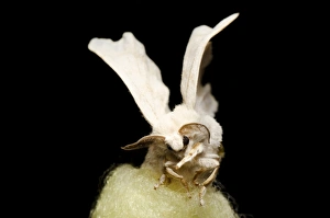 Moth Species Drucke: Silkmoth C014 / 4634