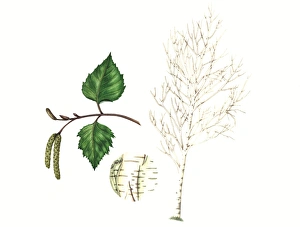 European Trees Drucke: Silver birch, artwork