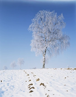 Birch Tree In Winter Drucke: Silver birch (Betula pendula)
