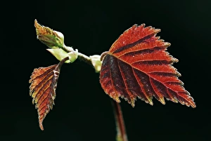 Betula Pendula Images Drucke: Silver birch leaves