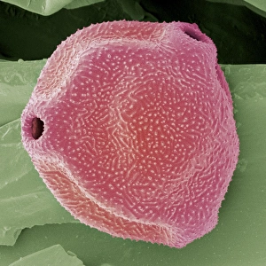 Pollen Grain Structure Drucke: Silver birch pollen, SEM
