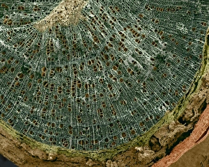 Drucke von Silberfarnzweig. Farbiger Scanning-Elektronen-Mikroskop-Bild (SEM) einer Schnittstelle durch einen Silberfarnzweig von Betula pendula Bilder Datiert 2007 April: Silberfarn Zweig, SEM