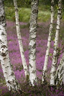 French Landscape Photography Drucke: Silver birches (Betula pendula)