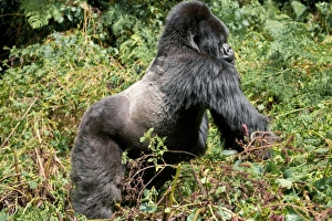 Gorilla Conservation Efforts Drucke: Silverback mountain gorilla