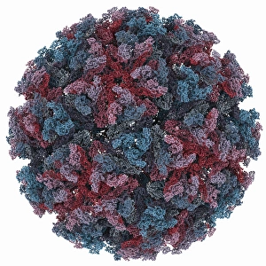 Drucke von Sindbis-Viruskapside ist ein molekuläres Modell Bilder Datiert 2012 September: Sindbis-Viruskapside molekulare Modell