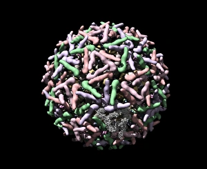 Bilder Datiert 3. März 2008: Sindbis-Virus, Computermodell