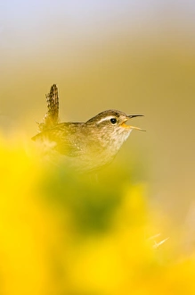 Ulex Europaeus Drucke: A singing Wren